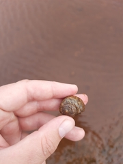 Amphibola crenata