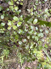 Gaultheria antipoda