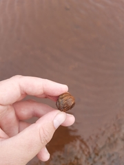 Amphibola crenata