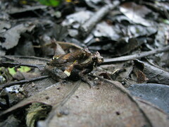 Dendropsophus parviceps