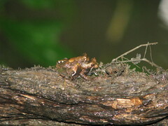 Dendropsophus parviceps