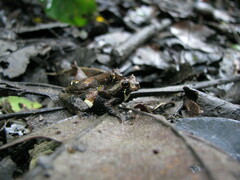 Dendropsophus parviceps