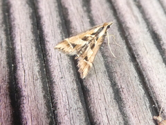 Diasemia grammalis