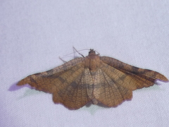 Morova subfasciata