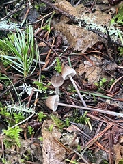 Mycena amicta