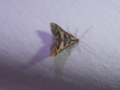 Diasemia grammalis