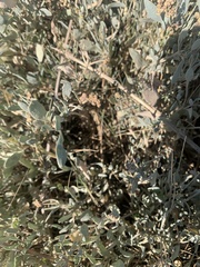 Atriplex portulacoides