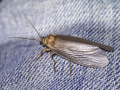 Ithone pallida