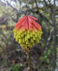 Kniphofia uvaria