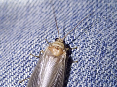Ithone pallida