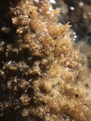 Dolabella auricularia