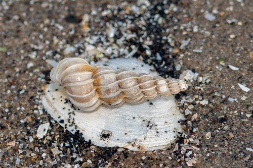 Common Wentletrap, photo 7 of 8