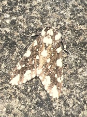 Symphlebia