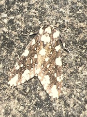 Symphlebia