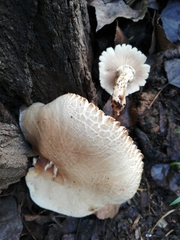 Cyclocybe cylindracea