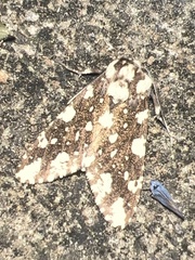 Symphlebia