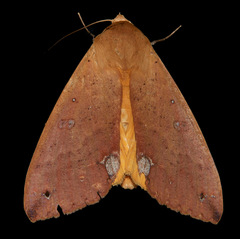 Ophiusa discriminans