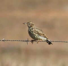 Galerida magnirostris