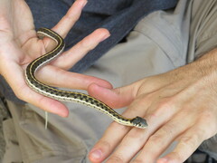 Thamnophis cyrtopsis cyrtopsis