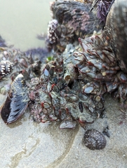 Pollicipes polymerus