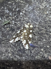 Symphlebia