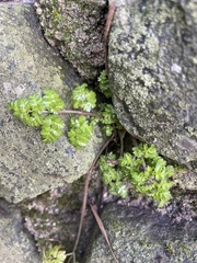 Anthriscus sylvestris