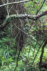 Vandeae