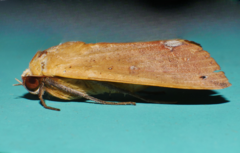 Ophiusa discriminans