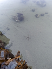 Ophiothrix spiculata