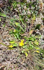 Sonchus novae-zelandiae