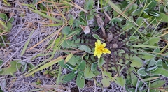Sonchus novae-zelandiae