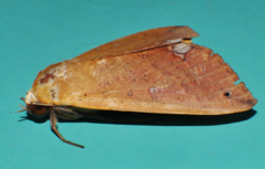 Ophiusa discriminans