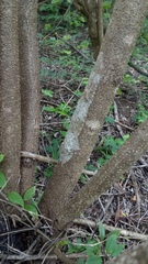 Uroplatus henkeli