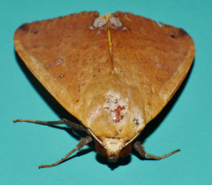 Ophiusa discriminans