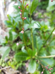 Talinum paniculatum