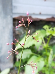 Talinum paniculatum