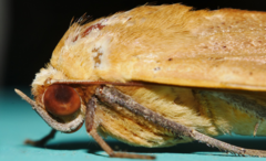 Ophiusa discriminans