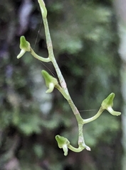 Vandeae