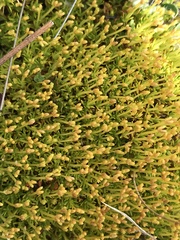 Scleranthus biflorus