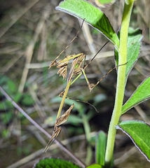 Hemiempusa capensis