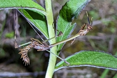 Hemiempusa capensis