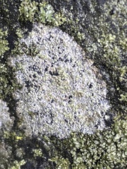 Porpidia soredizodes