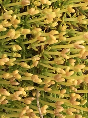 Scleranthus biflorus