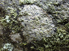 Porpidia soredizodes