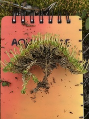 Scleranthus biflorus