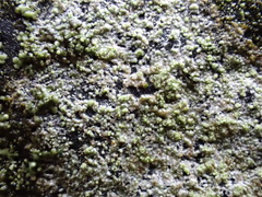 Porpidia soredizodes