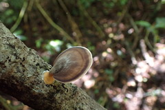 Microporus affinis