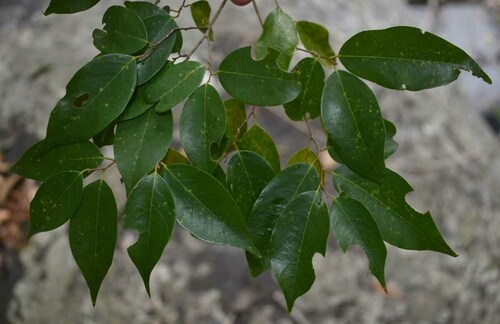 Cleistanthus apodus observed 2022-11-16