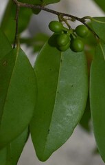 Huberantha nitidissima