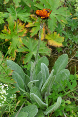 Tephroseris integrifolia capitata